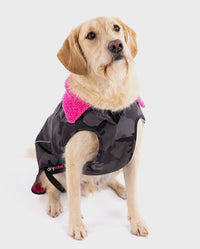 Labradoodle sitting and facing camera, wearing a Black Camo Pink dryrobe® Dog