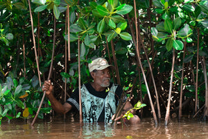 How mangrove forests are fighting climate change