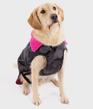 Hunde