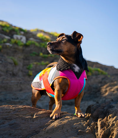 A small brown and black dog standing on a rocky beach wearing a bright pink, orange, and gray dog life jacket, with a sandy hillside and blue sky in the background.