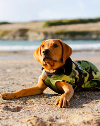 Dog wearing camo black Dogrobe lying on the beach
