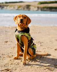Dog wearing camo black Dogrobe sitting on the beach