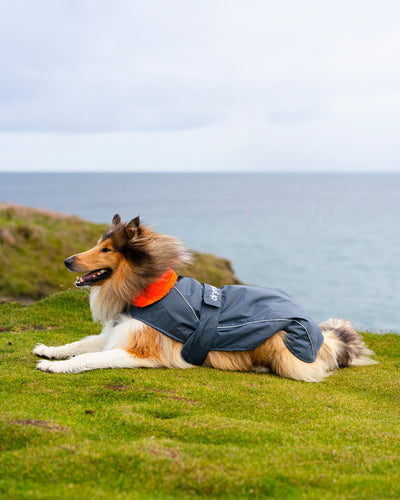 Dog wearing grey orange Dogrobe lying on grass by the sea