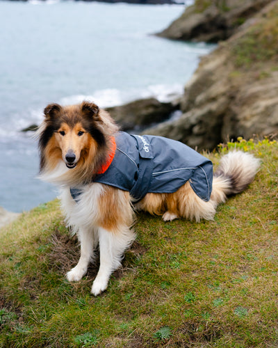 Dog wearing grey orange Dogrobe sitting on grass in front of coastline
