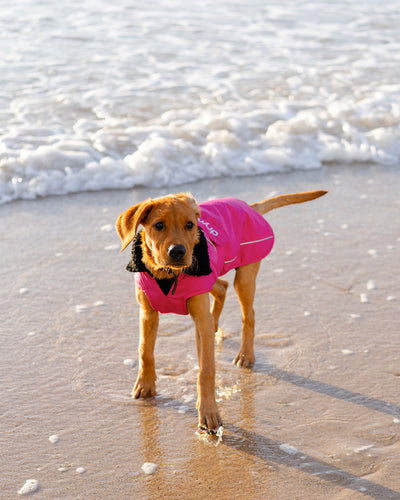 Dog wearing pink black Dogrobe standing on the beach