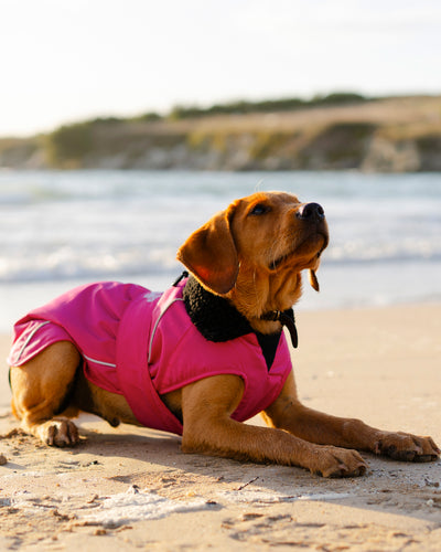 Dog wearing pink black Dogrobe lying on the beach