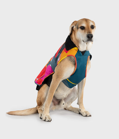 A tan and white dog wearing a colorful dog life jacket, sitting against a solid light gray background.
