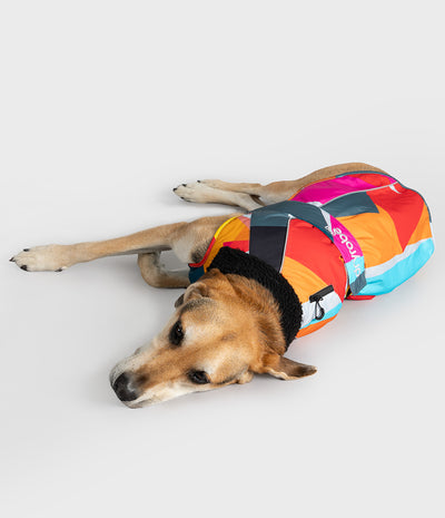 A tan and white dog lying on its side on a light gray studio background, wearing a brightly colored geometric dog coat with pink, orange, yellow, blue, black, and white panels. The brand name 'DAPU' is visible on the side of the coat.