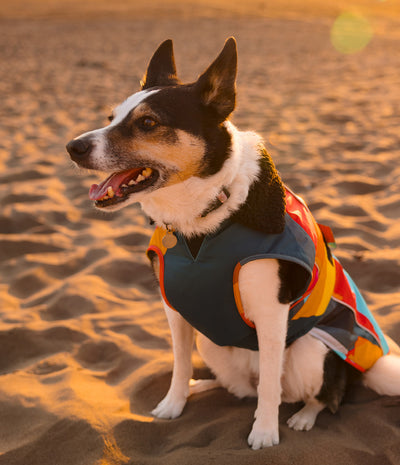 A black and white dog sitting on sandy ground wearing a colorful dog jacket, photographed in warm golden hour sunlight.