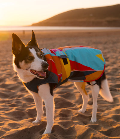 A black and white dog standing on a sandy beach at sunset, wearing a colorful patchwork dog coat with blue, red, yellow, orange, and black sections.