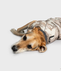 A tan and white dog lying on a light gray studio floor, wearing a camouflage dog jacket with a gray fleece collar.