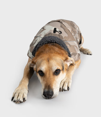A tan dog lying on a light gray studio background, wearing a camouflage dog coat with a dark gray fleece collar.
