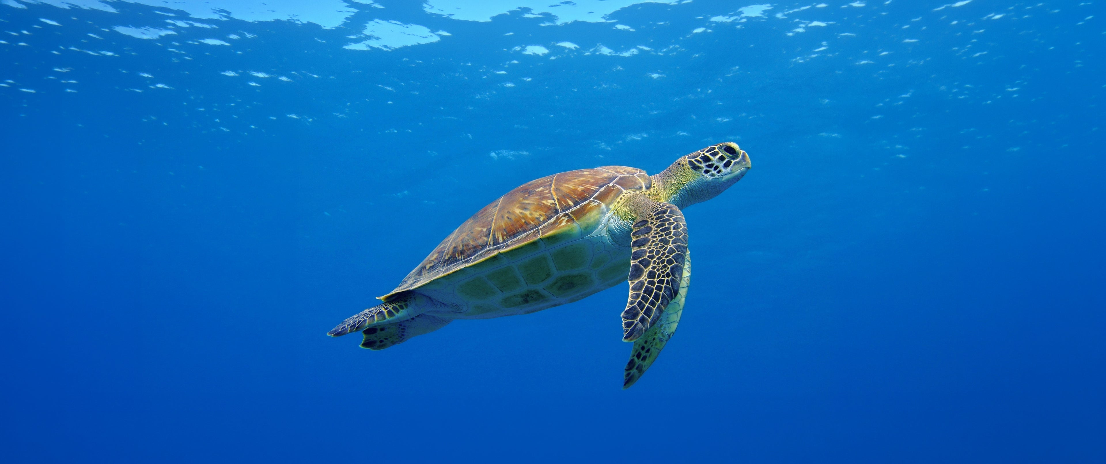 Green sea turtle swimming in clear blue water