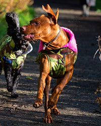 Two dogs running wearing dryrobe® Dog