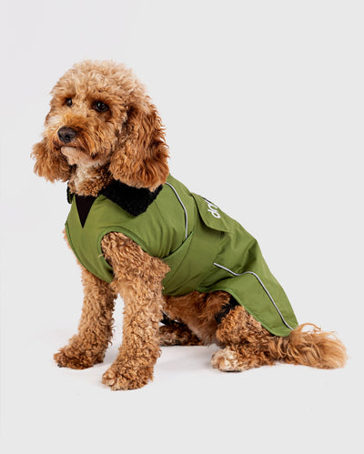 Cockapoo sat facing the camera, wearing Forest Green dryrobe® Dog