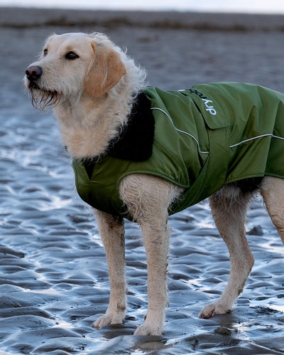 Labradoodle stood on a beach, wearing Forest Green dryrobe® Dog 